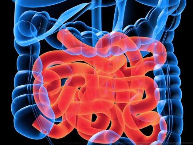 Parasitos no intestino delgado