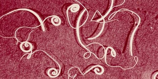 foto de parasitos do corpo humano