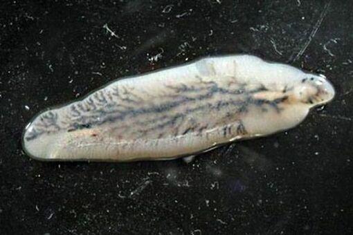 morro hepático en humanos