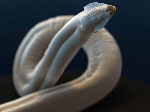 toxocara do corpo humano