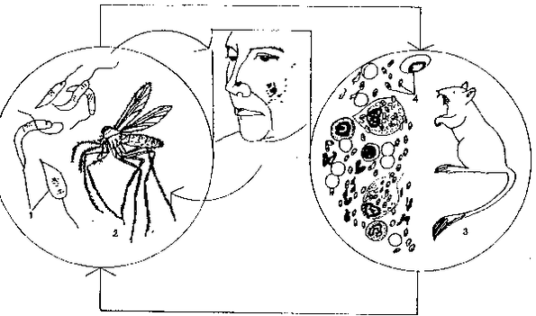 A leishmania é transmitida por mosquitos do xénero Phlebotomus.