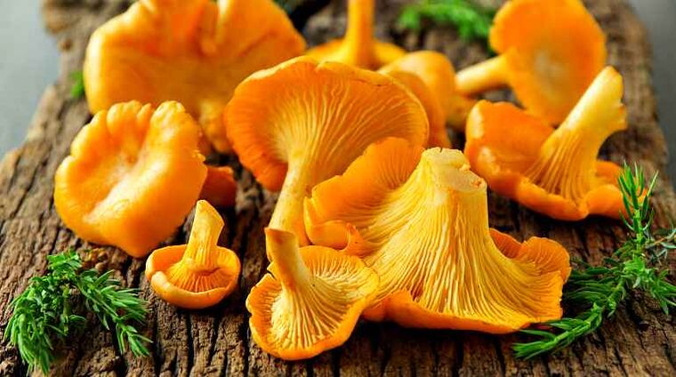 Os chanterelles son cogomelos que poden limpar o corpo dos helmintos