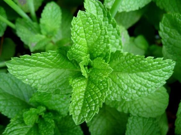 menta para parasitos